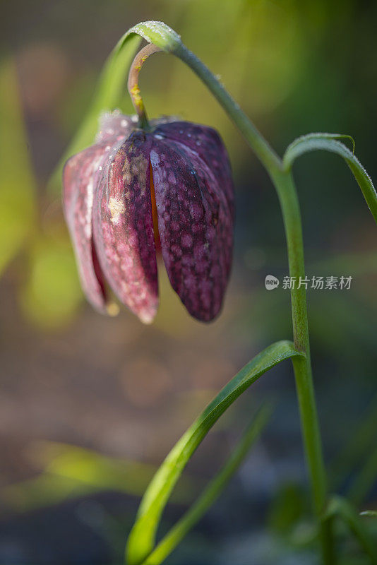 冰冻盛开的郁金香、蛇头贝母(Fritillaria meleagris)在其自然环境，沼泽